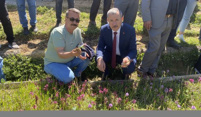 Mecitözü'nden çiftçiler Samsun'da Salep Hasat Şenliği'ne katıldı