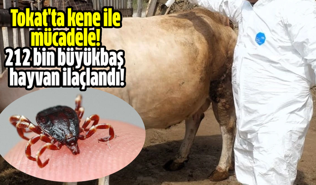 Tokat'ta kene ile mücadele! 212 bin büyükbaş  hayvan ilaçlandı!