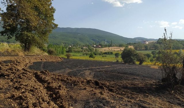 Samsun'da anız yangınında 20 dönüm buğday ekili alan zarar gördü