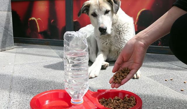 Türkiye, sokak köpekleri tasarısı olarak bilinen kanun teklifini tartışıyor. Peki siz ne düşünüyorsunuz?