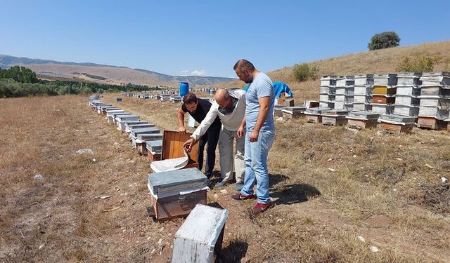 Gezginci Arıcılar Zile'de Çok Mutlu