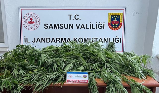 Samsun'da fındık bahçesine kenevir eken şüpheli yakalandı