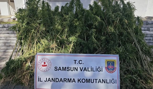 Samsun’da jandarma 728 kök kenevir ele geçirdi