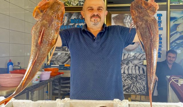 Sinop'ta 4 kilogramlık kırlangıç balığı avlandı