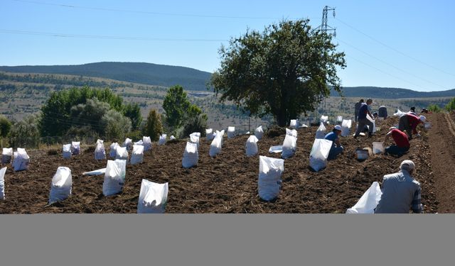 Tokat'ta "Başçiftlik beyazı"nın hasadına başlandı