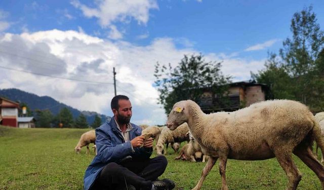 İki üniversite bitirip hayali kaymakamlık olan genç çobanlık yapmaya başladı