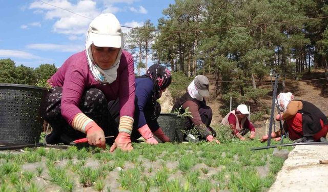 Türkiye’nin ormanları bozkırda yeşeriyor