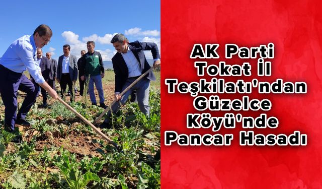 AK Parti Tokat İl Teşkilatı'ndan Güzelce Köyü'nde Pancar Hasadı