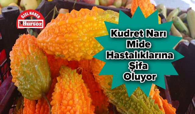 Kudret Narı Mide Hastalıklarına Şifa Oluyor