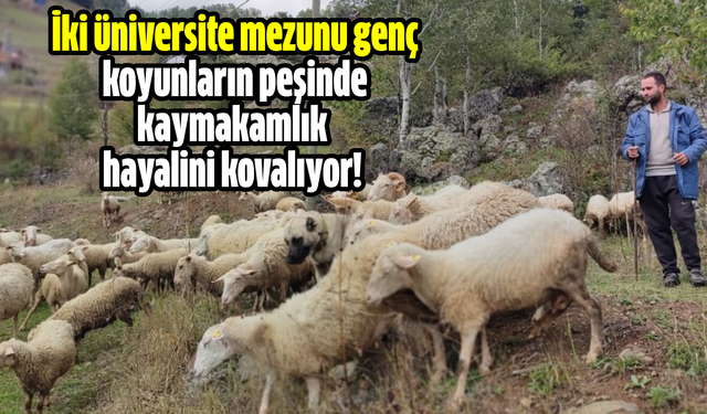 İki üniversite mezunu genç koyunların peşinde kaymakamlık hayalini kovalıyor!