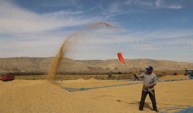 Kırıkkale’de çeltik hasadı başladı