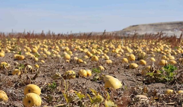 Nevşehir’de çerezlik kabak çekirdeği hasadı yapıldı