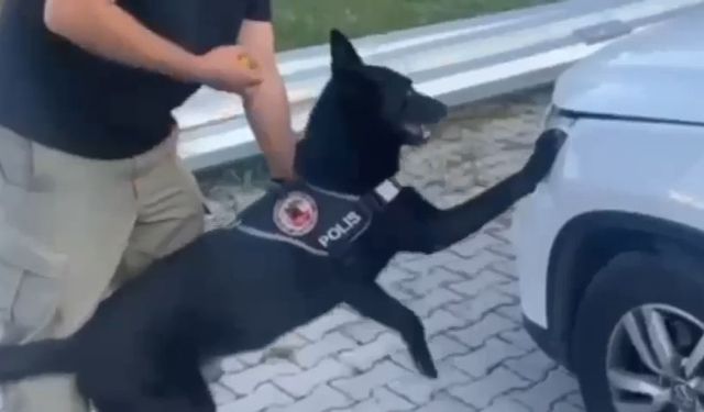 Samsun’da narkotik dedektör köpeği 1 kilo metamfetamini buldu