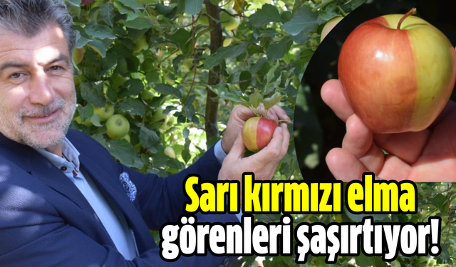 Sarı kırmızı elma görenleri şaşırtıyor!