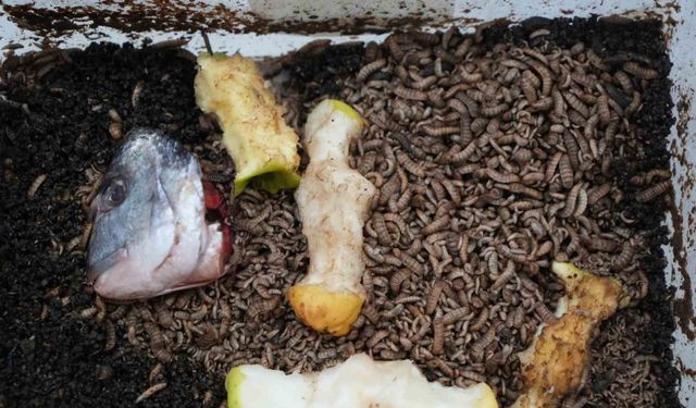 Atıkla beslenen böcek: Tarımda yeni dönem başlayabilir