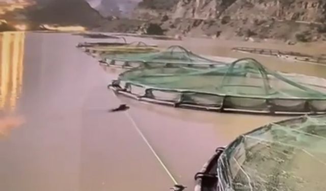 Gündüz vakti somon üretim tesisine giren aç ayı kameralara yakalandı