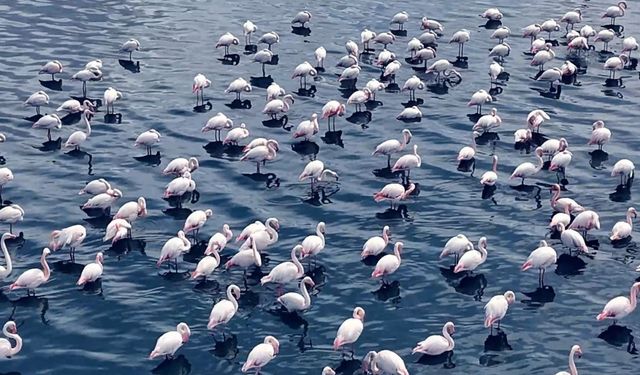 Niğde’de flamingoların görsel şöleni havadan görüntülendi