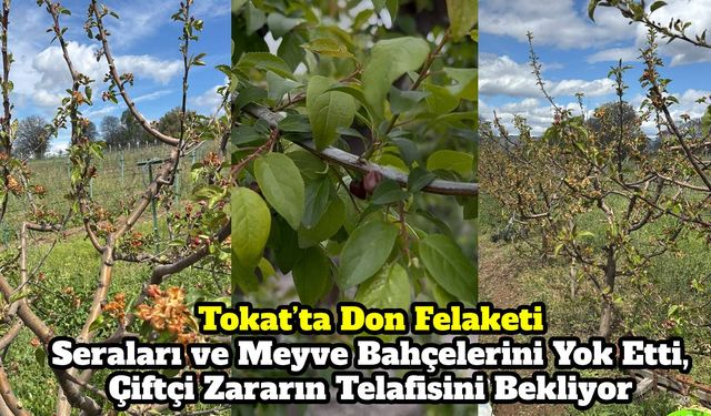 Tokat’ta Bağlarbaşı Köyü’nde don zararı! Tarsim’e çağrı var