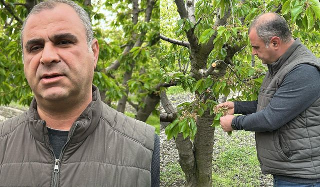 TOKAT'TA VE TÜRKİYE GENELİNDE ETKİLİ OLAN DON FELAKETİ, MEYVECİLİĞİ VURDU!