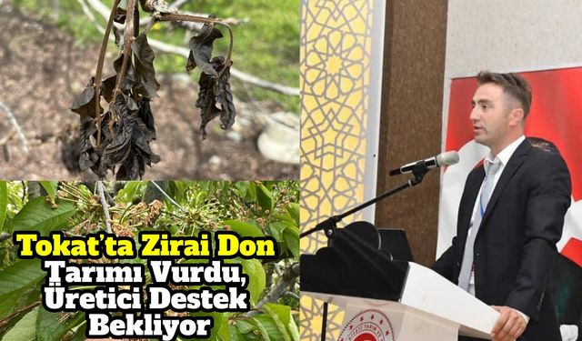 Tokat’ta Zirai Don Tarımı Vurdu, Üretici Destek Bekliyor