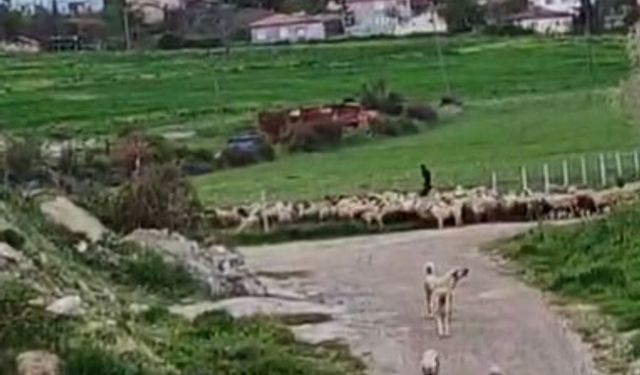 Turhal Hamam Mahallesi’nde yaşanan bir olay dikkat çekti!