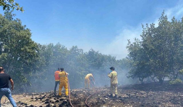 Seyitgazi’deki orman yangını kontrol altına alındı