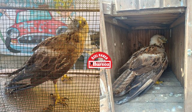 Şahin’i  Bitkin Hâlde Buldular, Evlerinde Tedavi Ettiler