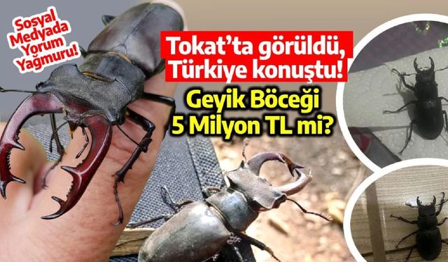 Geyik Böceği Tokat’ta Ortaya Çıktı, Milyonluk Değer İddiası Şaşırttı