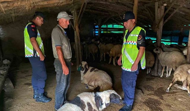Kırşehir’de kayıp küçükbaş hayvanlar bulundu
