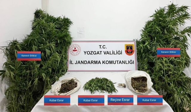 Sarıkaya’da 25 kök kenevir ele geçirildi