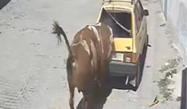 Ahırdan kaçan kızgın boğa, hırsını otomobilden çıkarttı