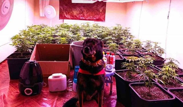 Seraya çevirdiği kiralık dairede kenevir yetiştiren şahıs yakalandı