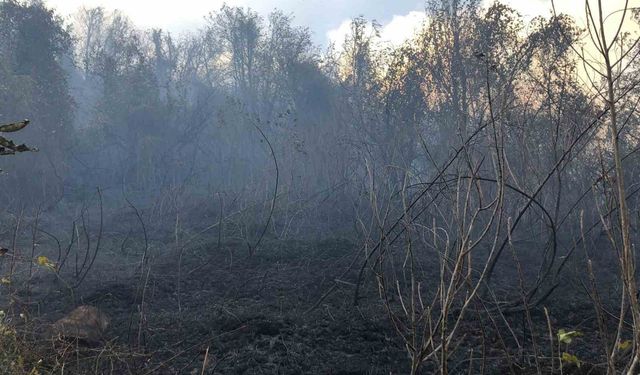 Artvin Hopa'da ziraat alanında çıkan yangın ormana sıçradı