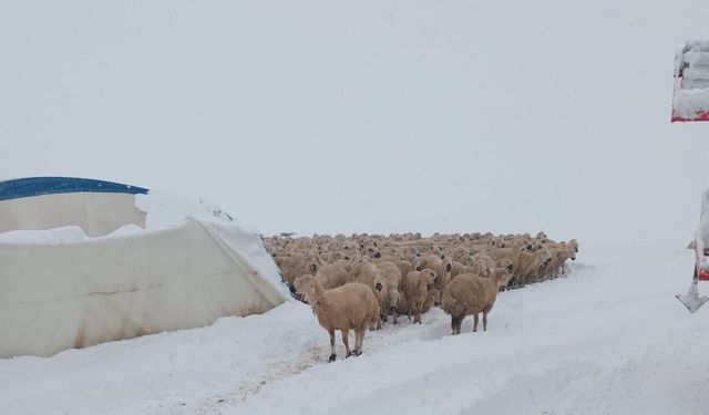 Karın ağırlığına dayanamayan çadır çöktü, 8 koyun telef oldu