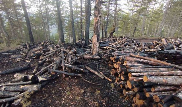 Kesim sahasında yangın paniği: 80 ster çam ağacı zarar gördü