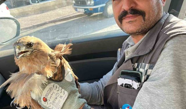 Kırşehir'de yaralı halde bulunan şahin tedavi altına alındı