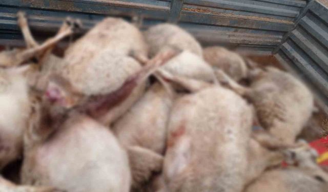 Kurt sürüsünün saldırdığı 30 küçükbaş hayvan ile 1 köpek telef oldu
