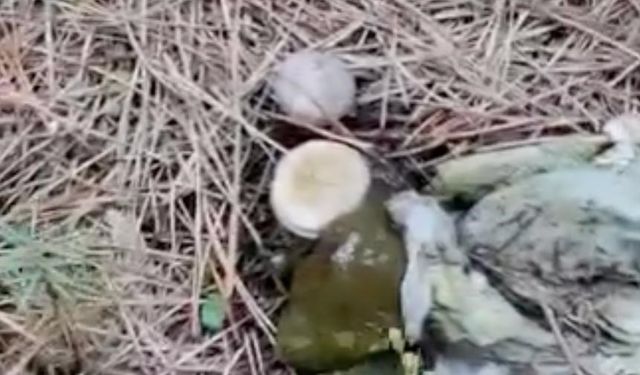 Ormanlık alanda çöp yığınları