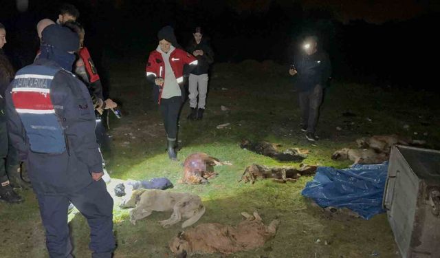 Samsun'da çöp konteynerinde 9 telef olmuş köpek bulundu