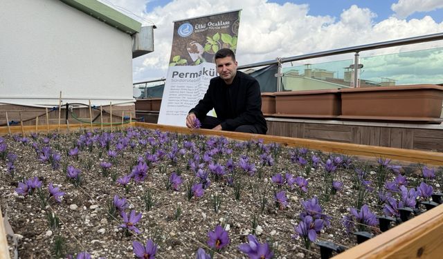 Ülkü Ocakları'ndan Çatıda Safran Hasadı