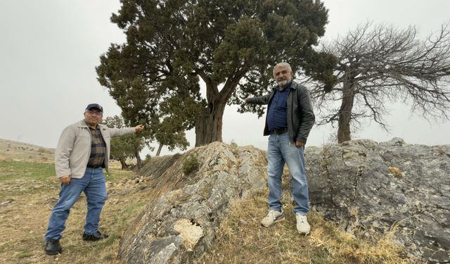 5 Asırlık Ardıç Ağacı Anıt Ağaç Olmayı Bekliyor, Jandarma Devriyede