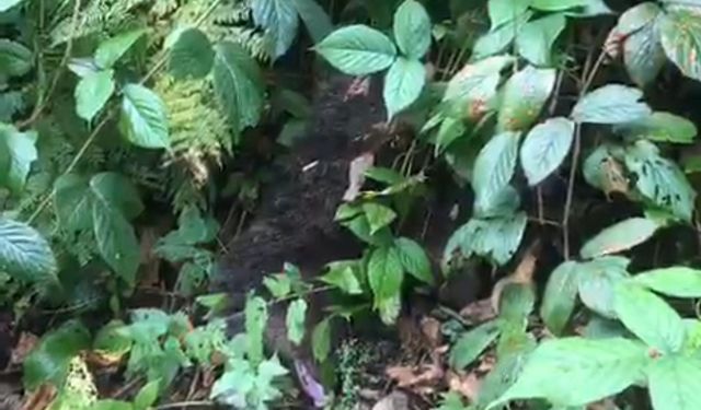 Ağaçta mahsur kalan yavru ayı, itfaiye tarafından kurtarıldı