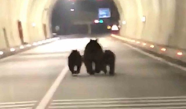 Amasra tünelinde 3 ayı görüntülendi