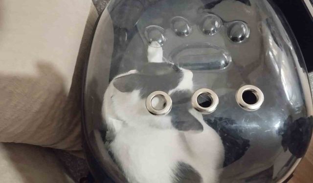 Havalandırma boşluğuna düşen kediyi itfaiye kurtardı