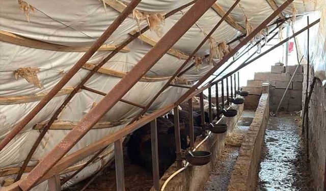 Karabük'te kar yağışı ahıl çatısını çökertti: 7 büyükbaş hayvan telef oldu