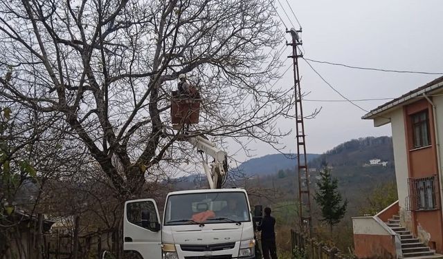 Ordu'da elektrik tellerine temas eden ağaç dalları kesildi