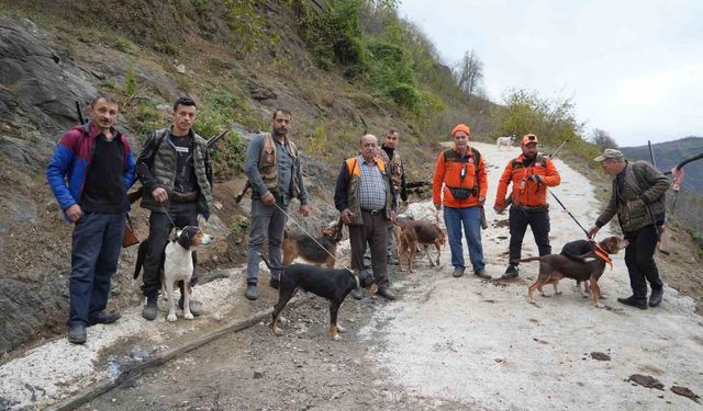 Samsun'da domuz alarmı: Avcılığa 'takoz' engeli