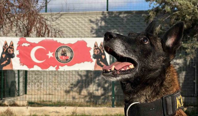 Uyuşturucu tacirlerinin 'Bulamazlar' dedikleri zulaları burunları ile patlatıyorlar