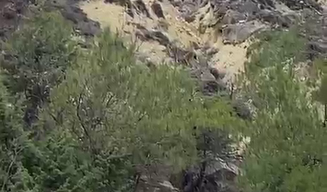 Pehlivanlar Dağ Antrenmanında Vaşak Görüntüledi