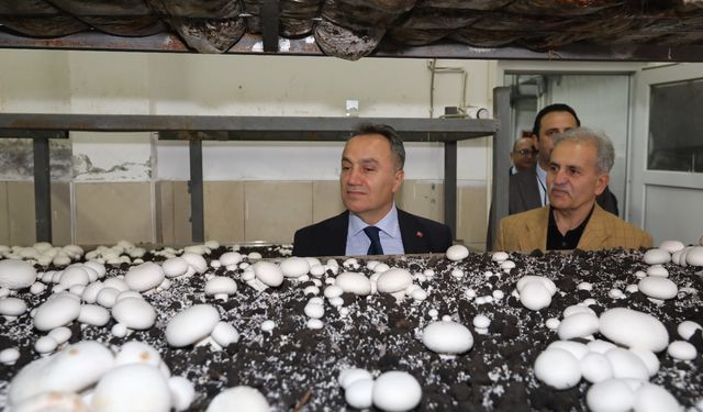 TOGÜ Rektörü Mantar Üretim Tesisinde İncelemelerde Bulundu